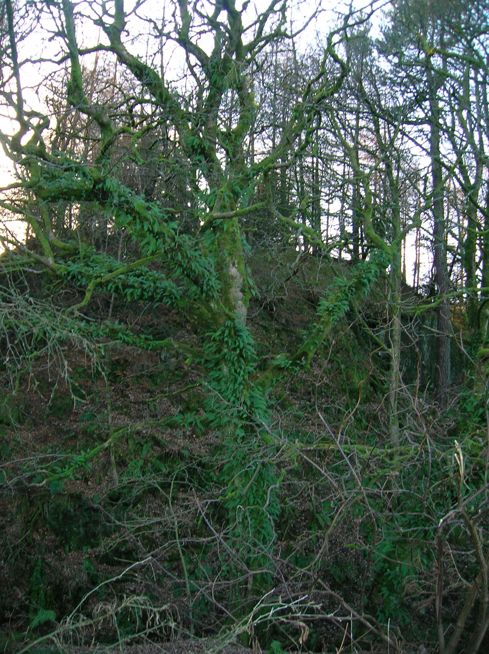 Image of common polypody