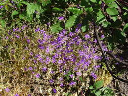 Image of Campanula matritensis A. DC.