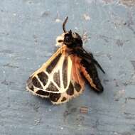 Image of Nais Tiger Moth