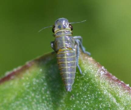 Image of Cicadella viridis (Linnaeus 1758)