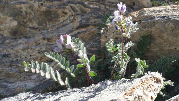 Image of Oxytropis helvetica Scheele