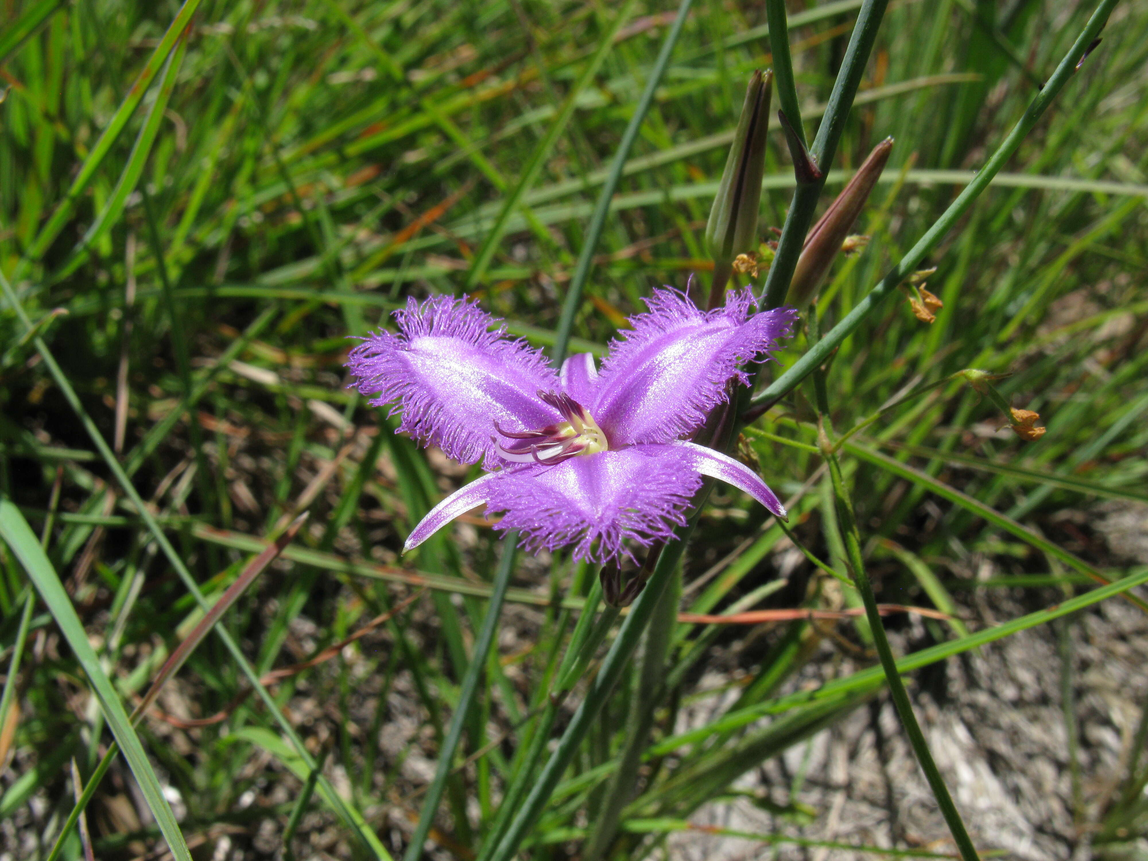 Слика од Thysanotus tuberosus R. Br.