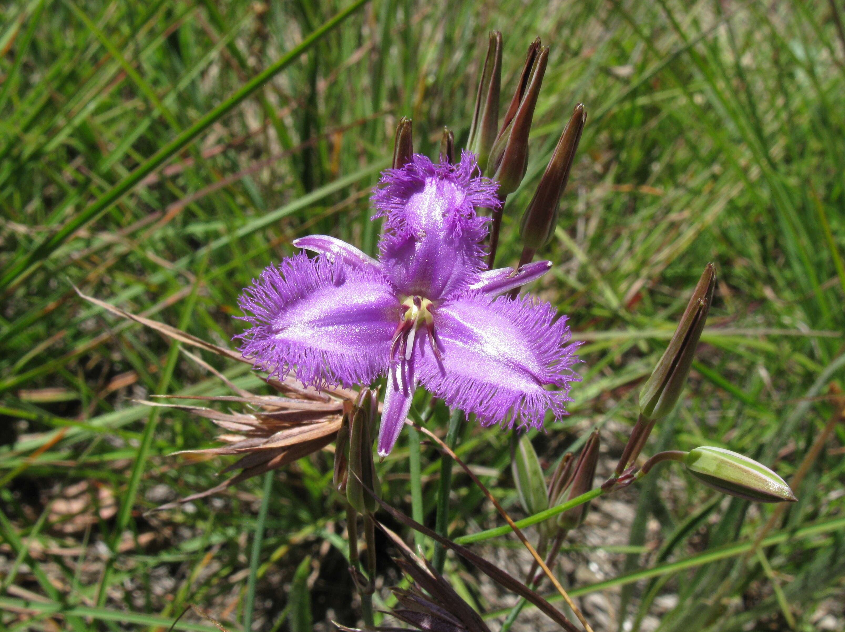 Слика од Thysanotus tuberosus R. Br.