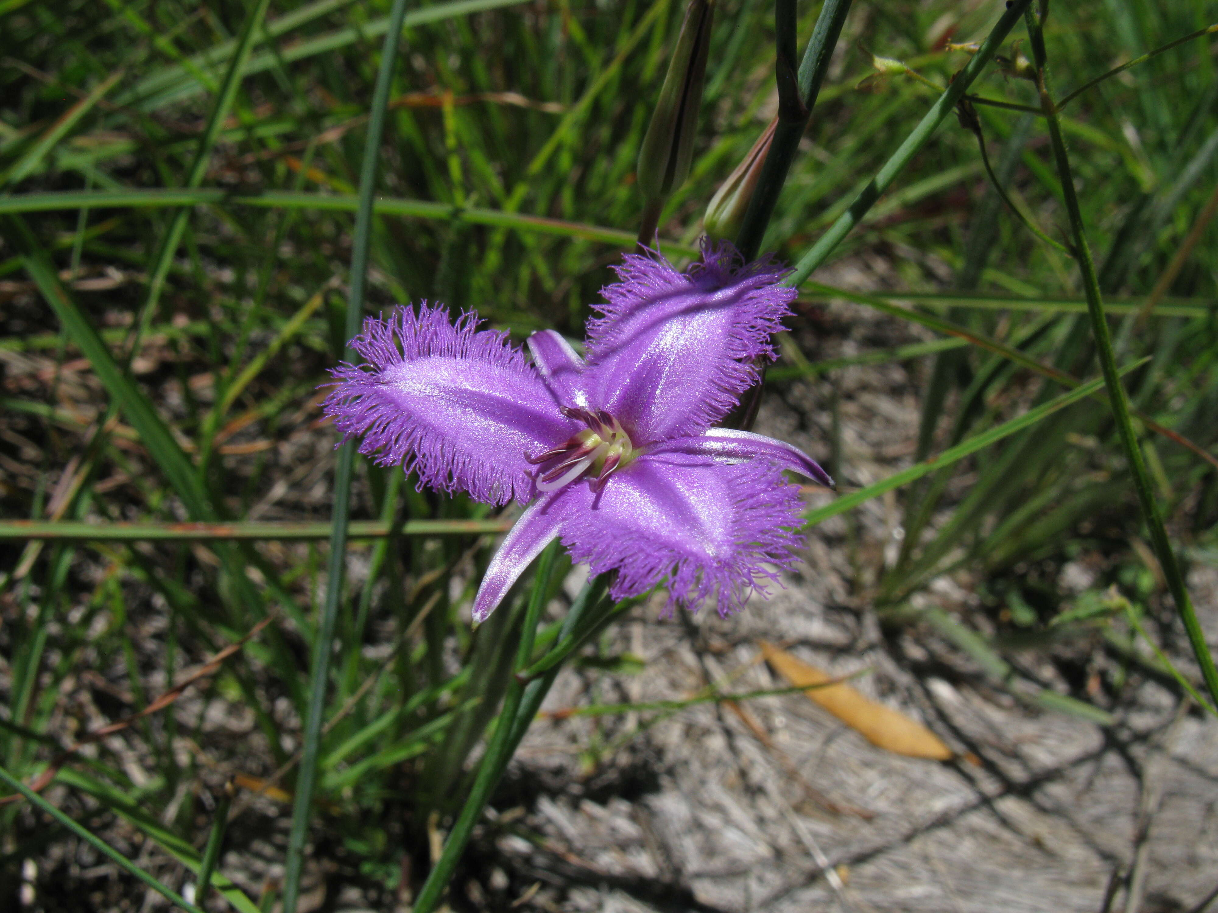 Слика од Thysanotus tuberosus R. Br.