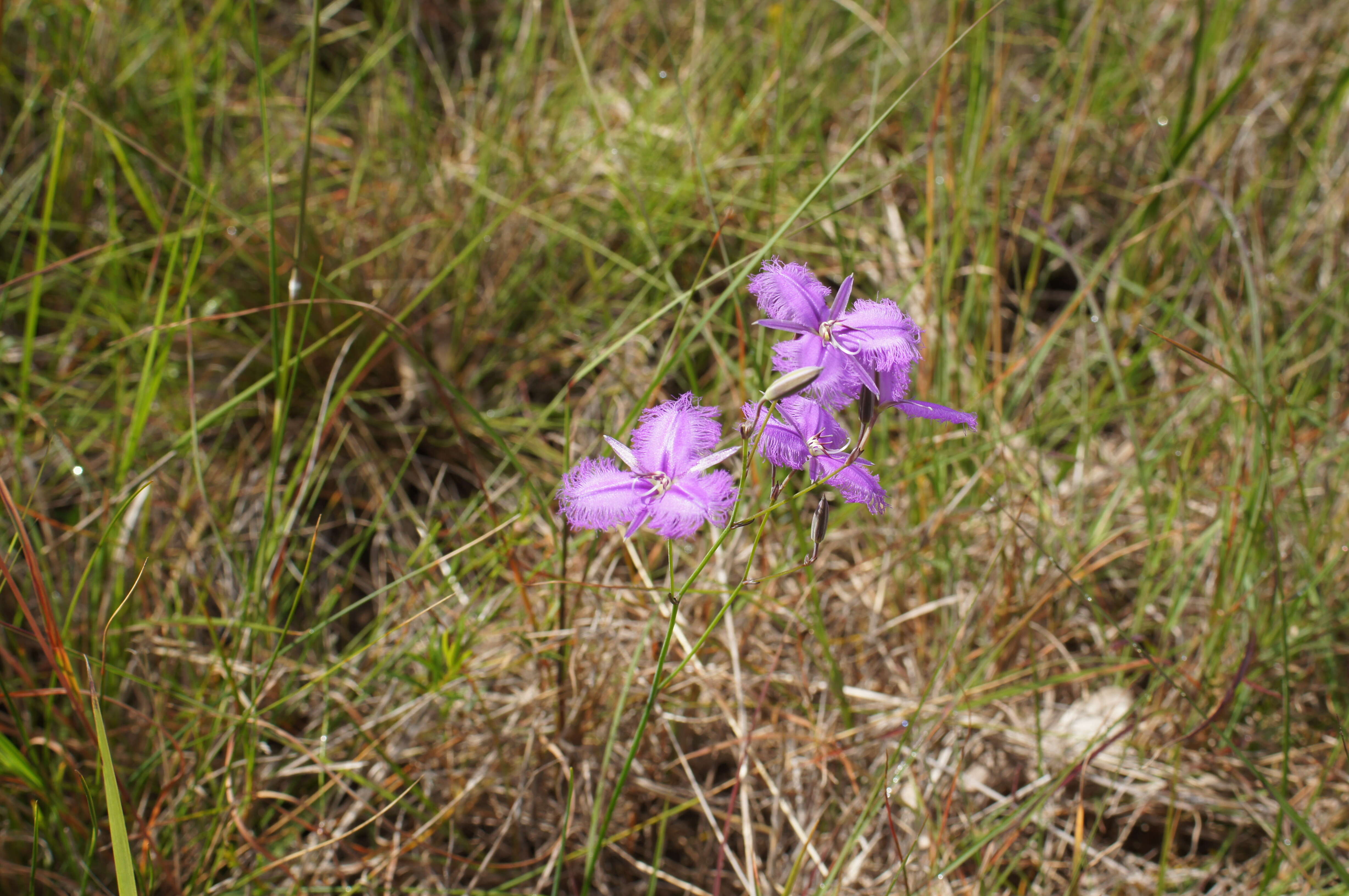 Слика од Thysanotus tuberosus R. Br.