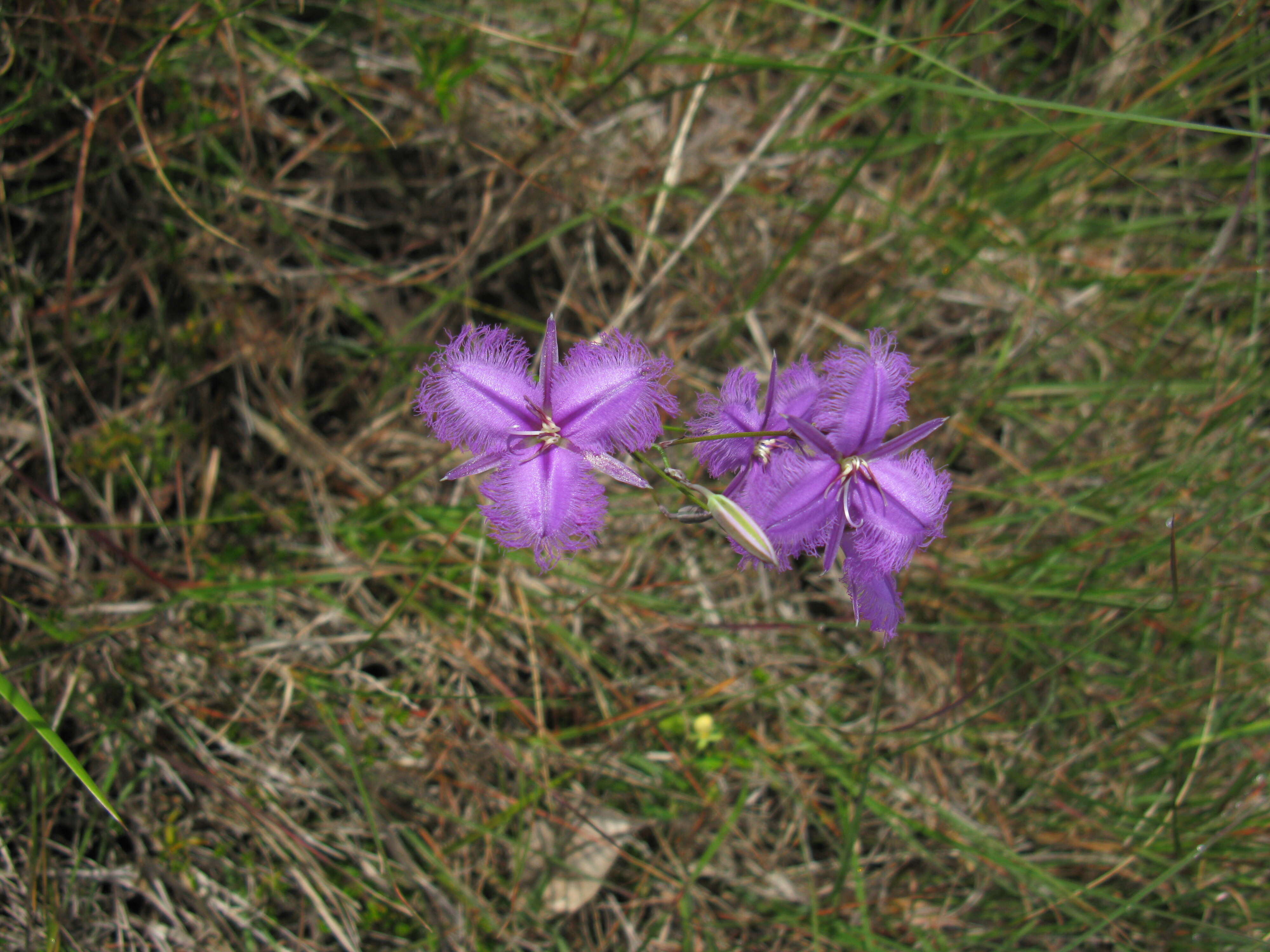 Слика од Thysanotus tuberosus R. Br.