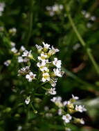 Image of white ballmustard