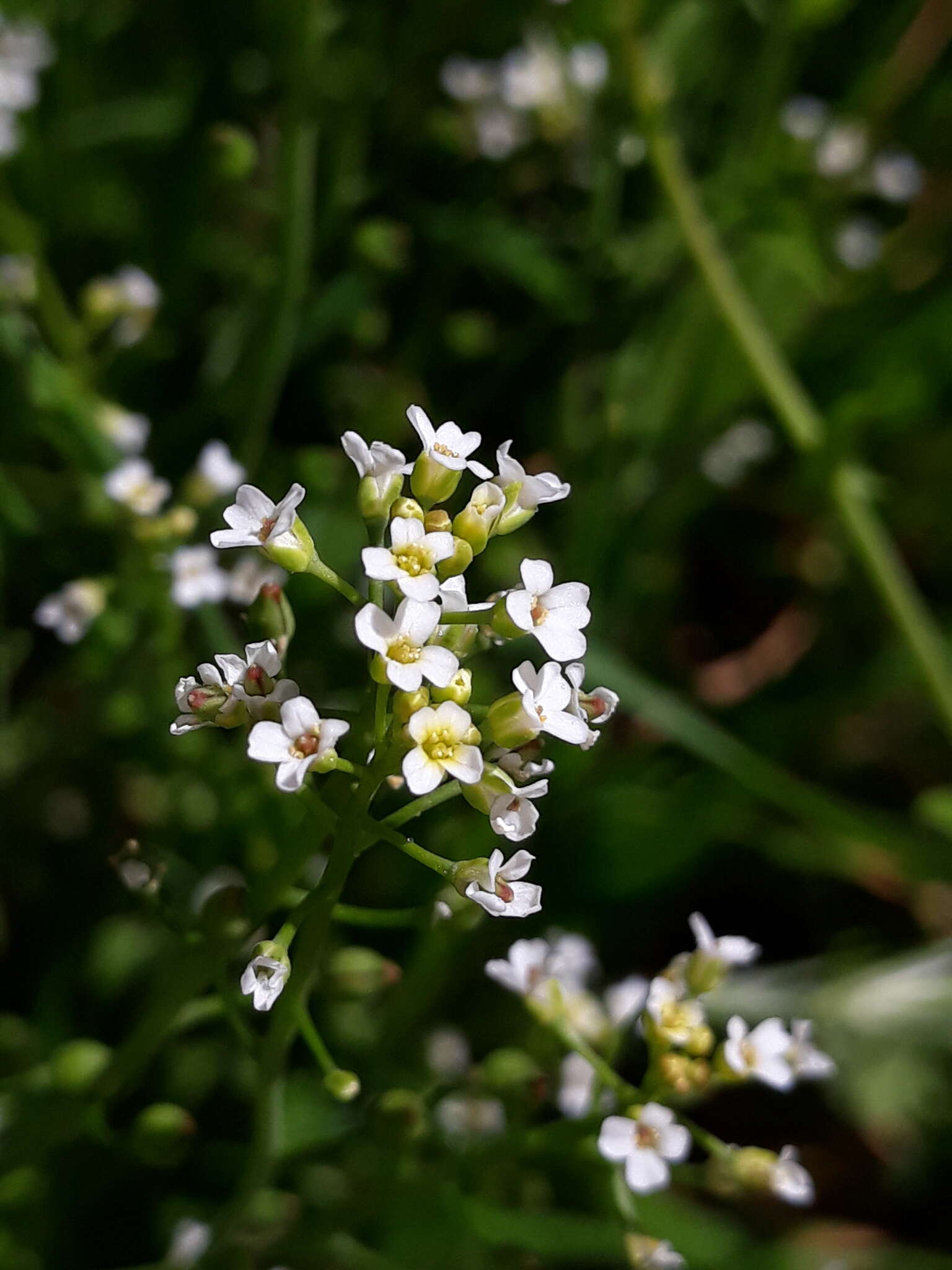 Image of white ballmustard