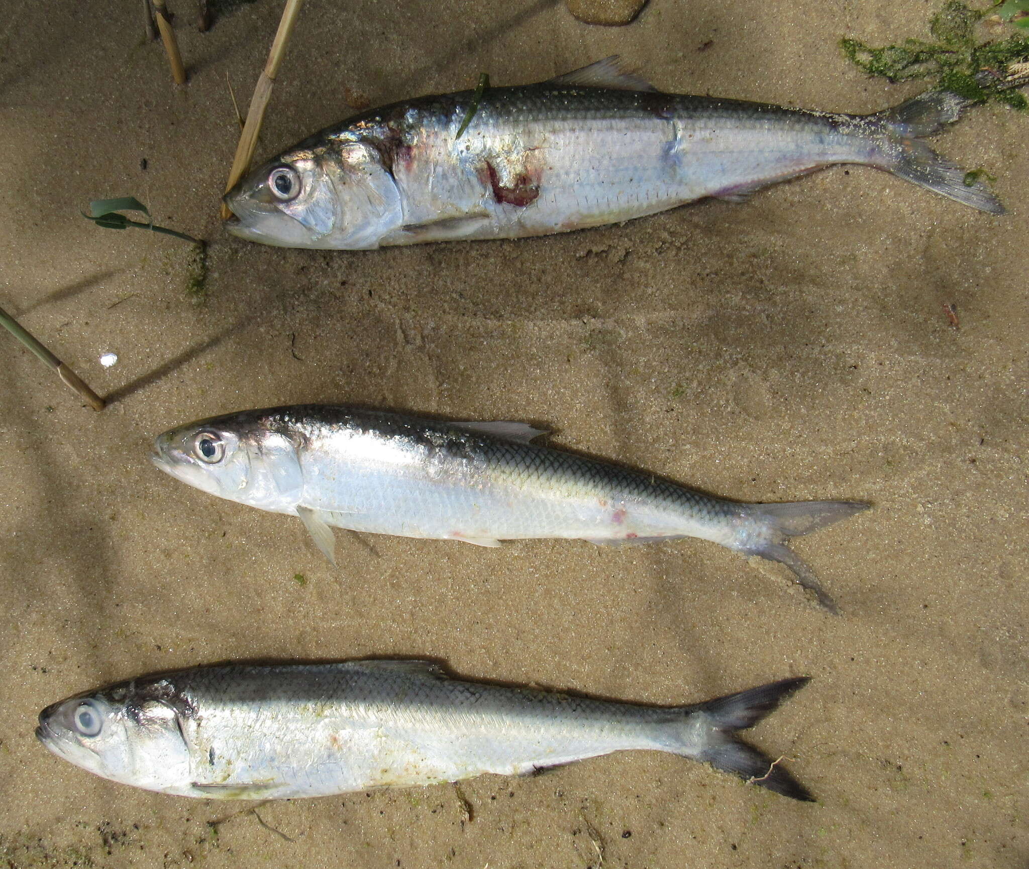 Image of Caspian Anadromous Shad