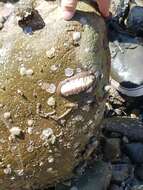 Image of conspicuous chiton