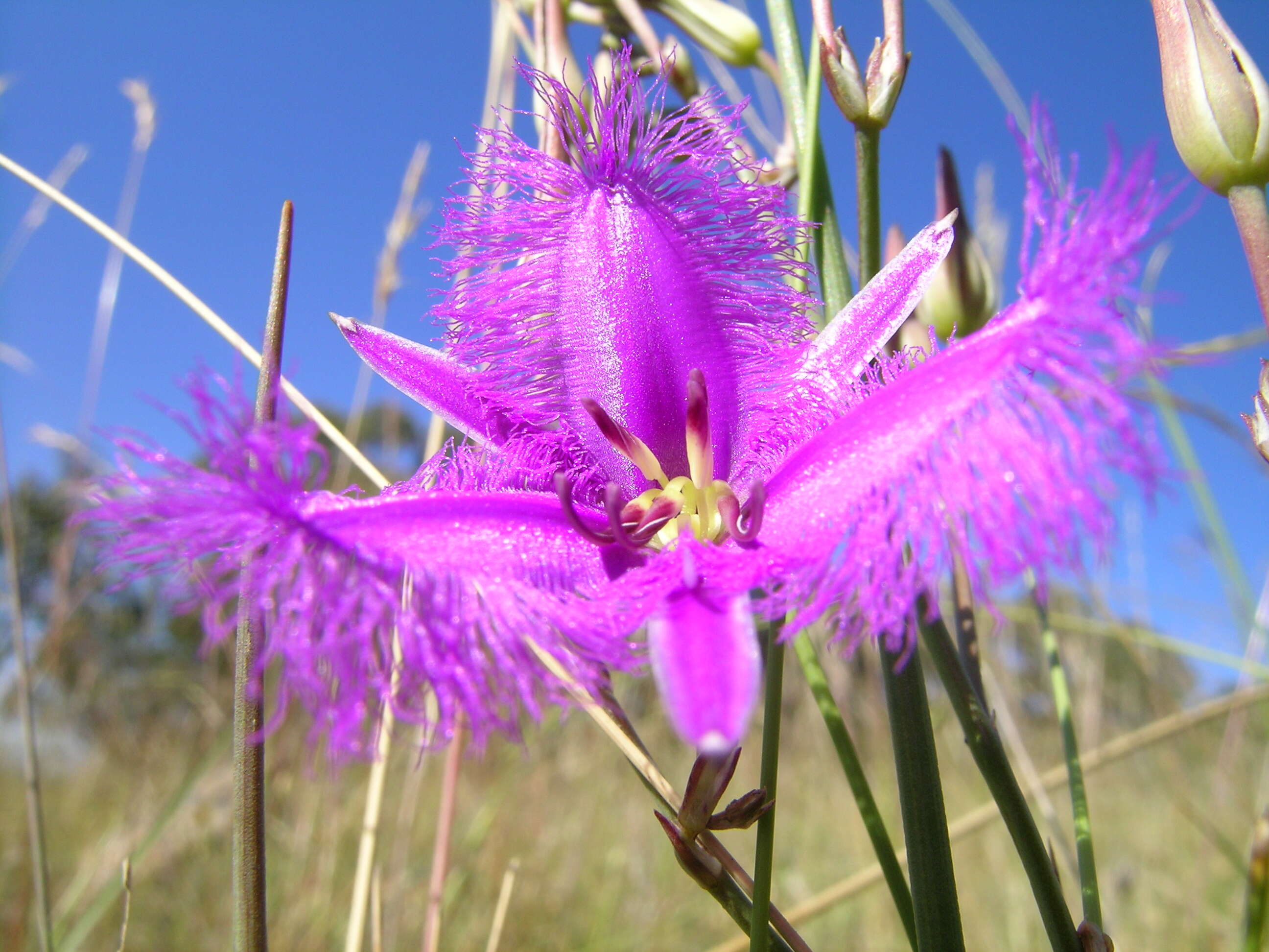 Слика од Thysanotus tuberosus R. Br.