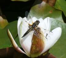 Image of Four-spotted Chaser