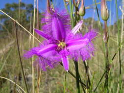 Слика од Thysanotus tuberosus R. Br.