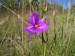 Слика од Thysanotus tuberosus R. Br.