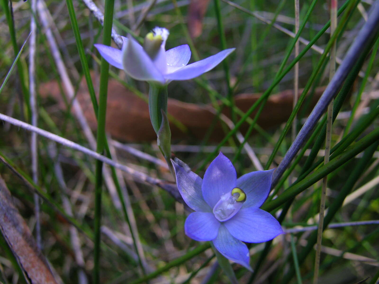 Image of Slender sun orchid