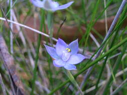 Image of Slender sun orchid