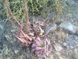 Image of Aloe microstigma subsp. microstigma