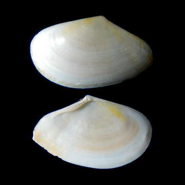 Image of Bosemprella M. Huber, Langleit & Kreipl 2015