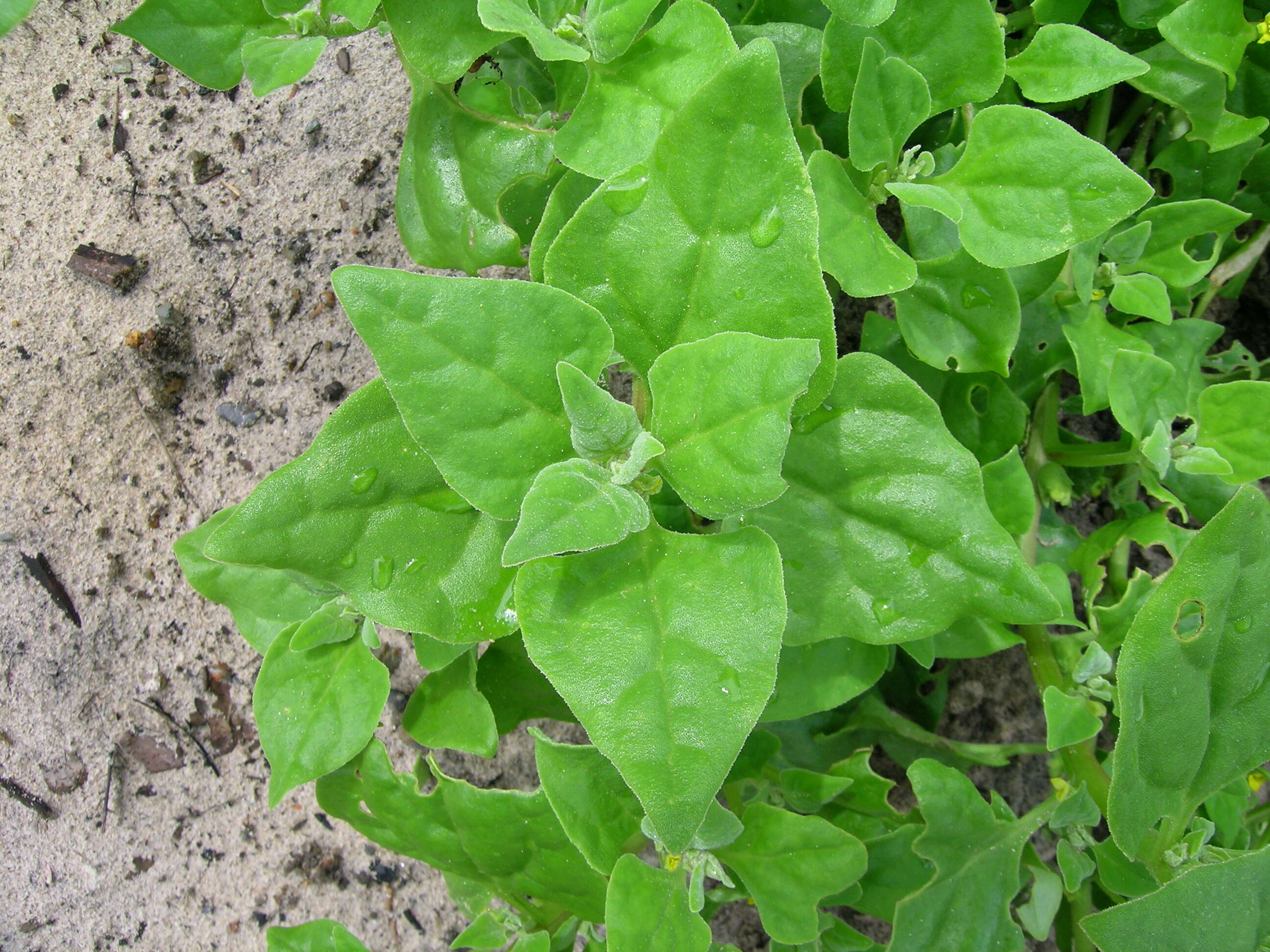 Image of New Zealand spinach