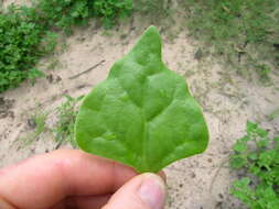 Image of New Zealand spinach