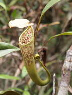 Image of Nepenthes stenophylla Mast.