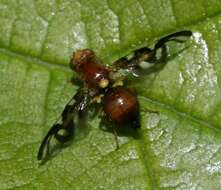 Image of Celery Fly