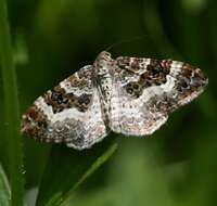 Image of common carpet