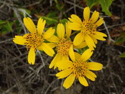 Image of bigleaf crownbeard