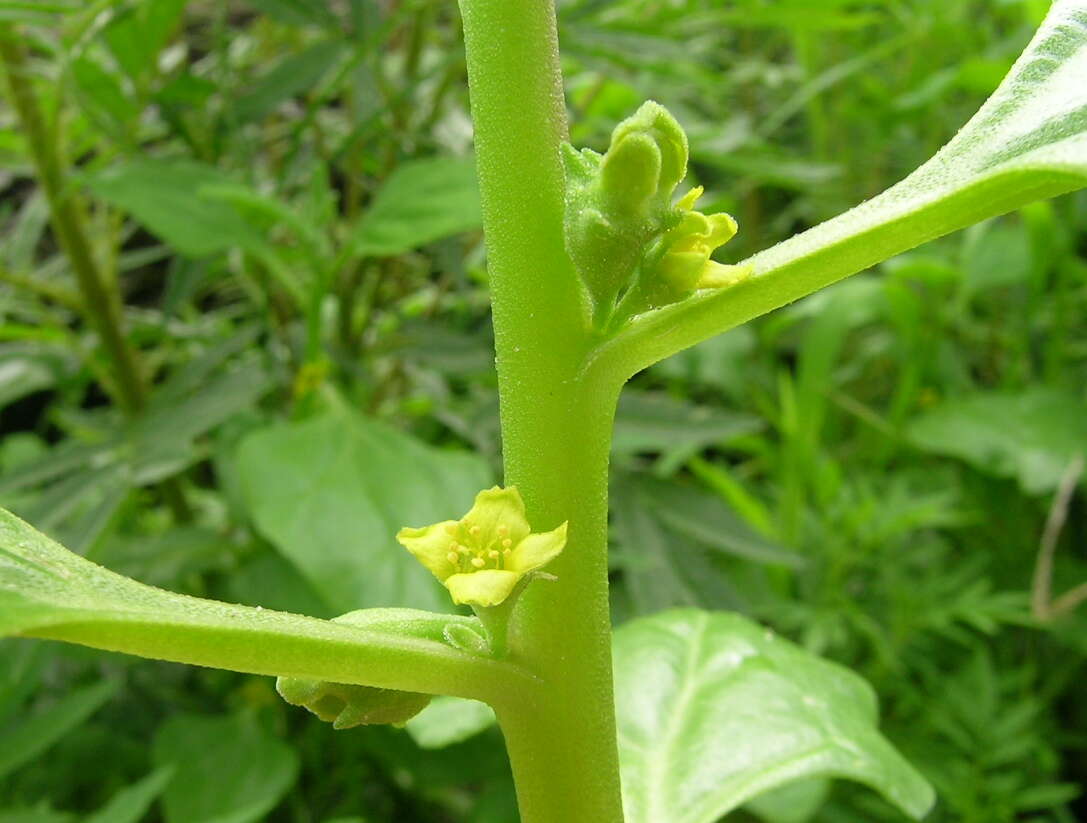 Image of New Zealand spinach