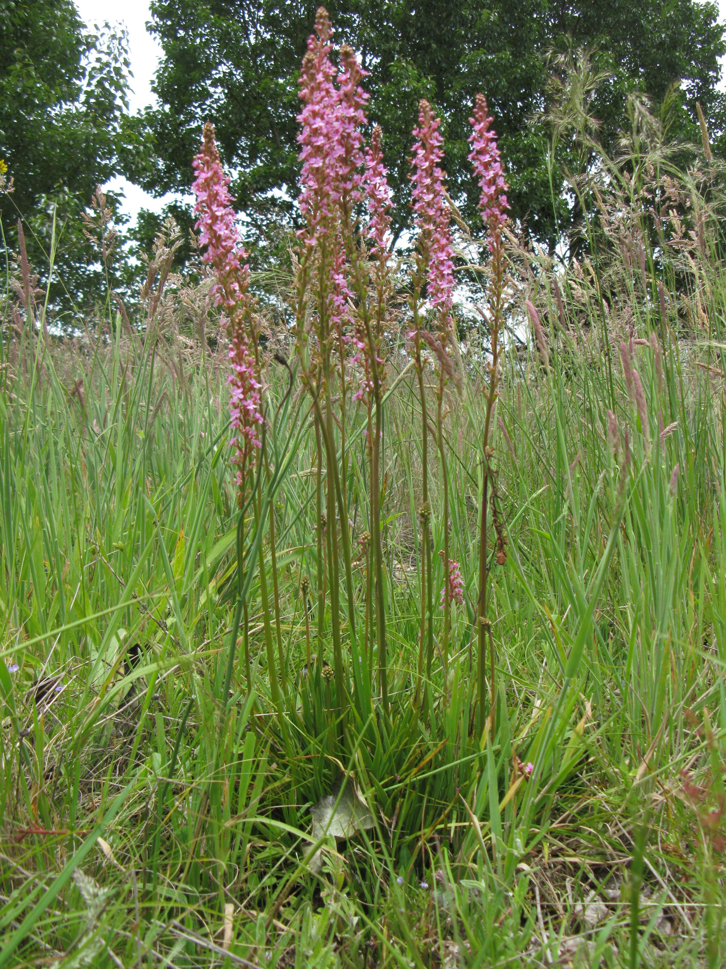 Image de Stylidium graminifolium Sw. ex Willd.