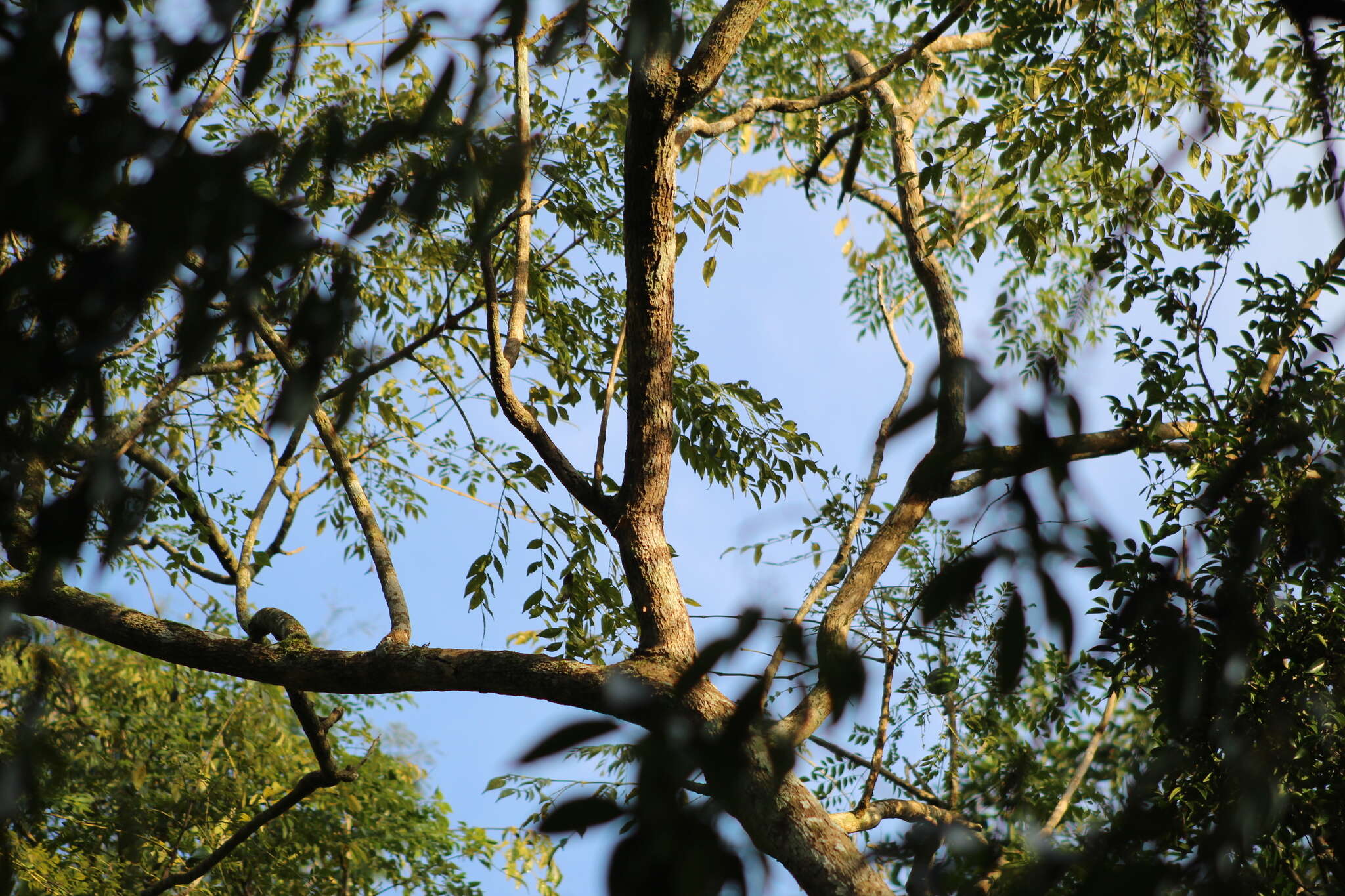 Image of Jacaranda micrantha Cham.