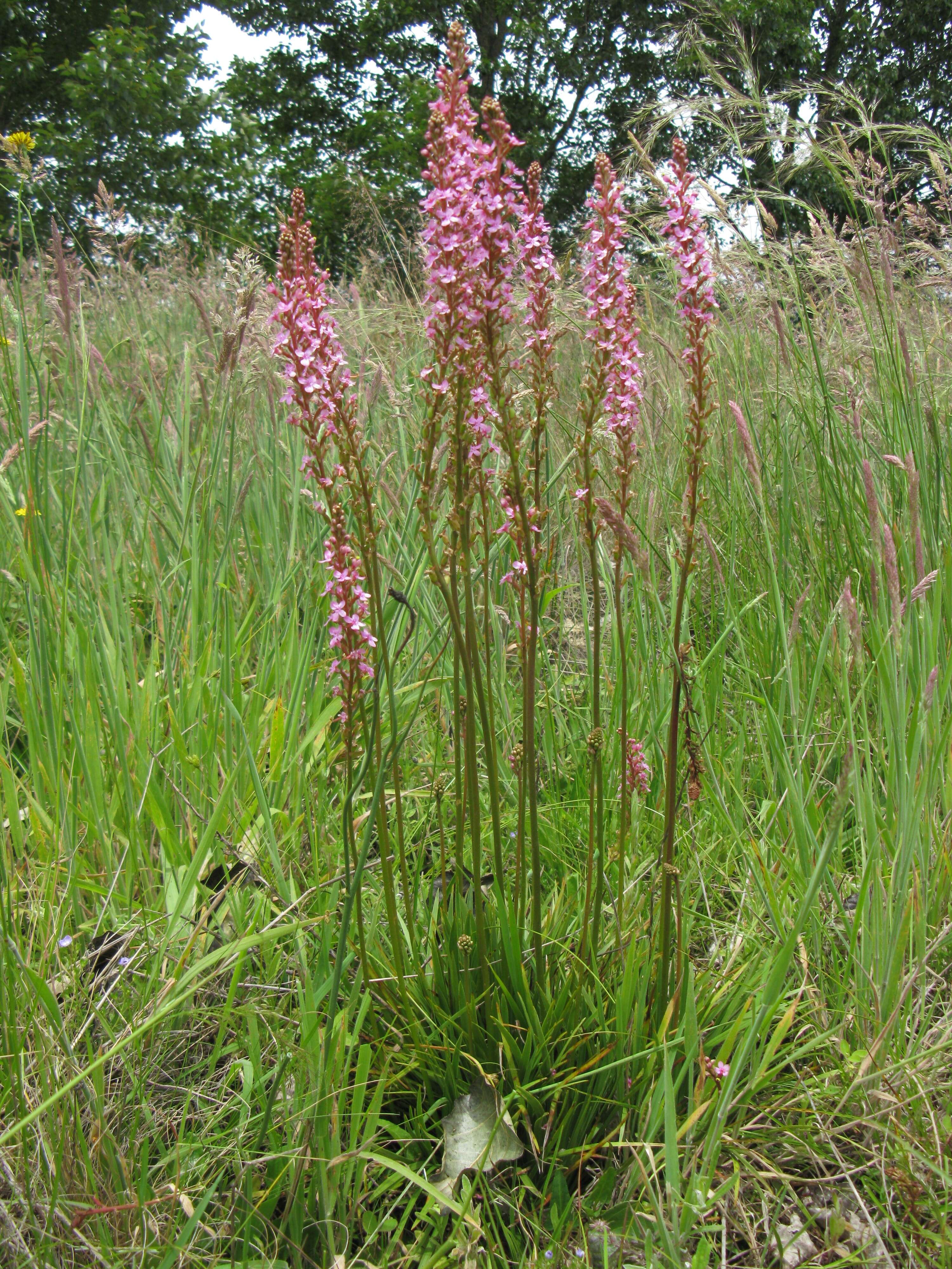 Image de Stylidium graminifolium Sw. ex Willd.