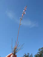 Image de Stylidium graminifolium Sw. ex Willd.