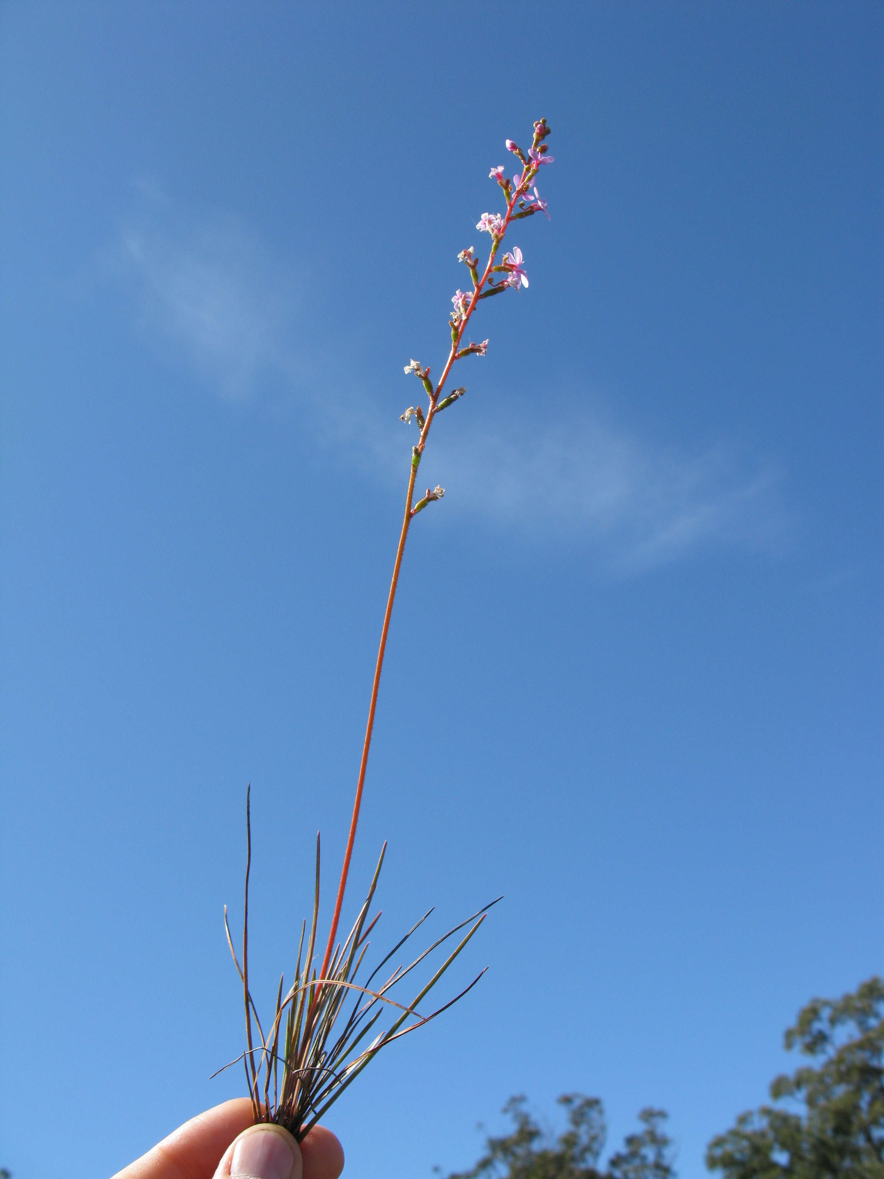 Image de Stylidium graminifolium Sw. ex Willd.