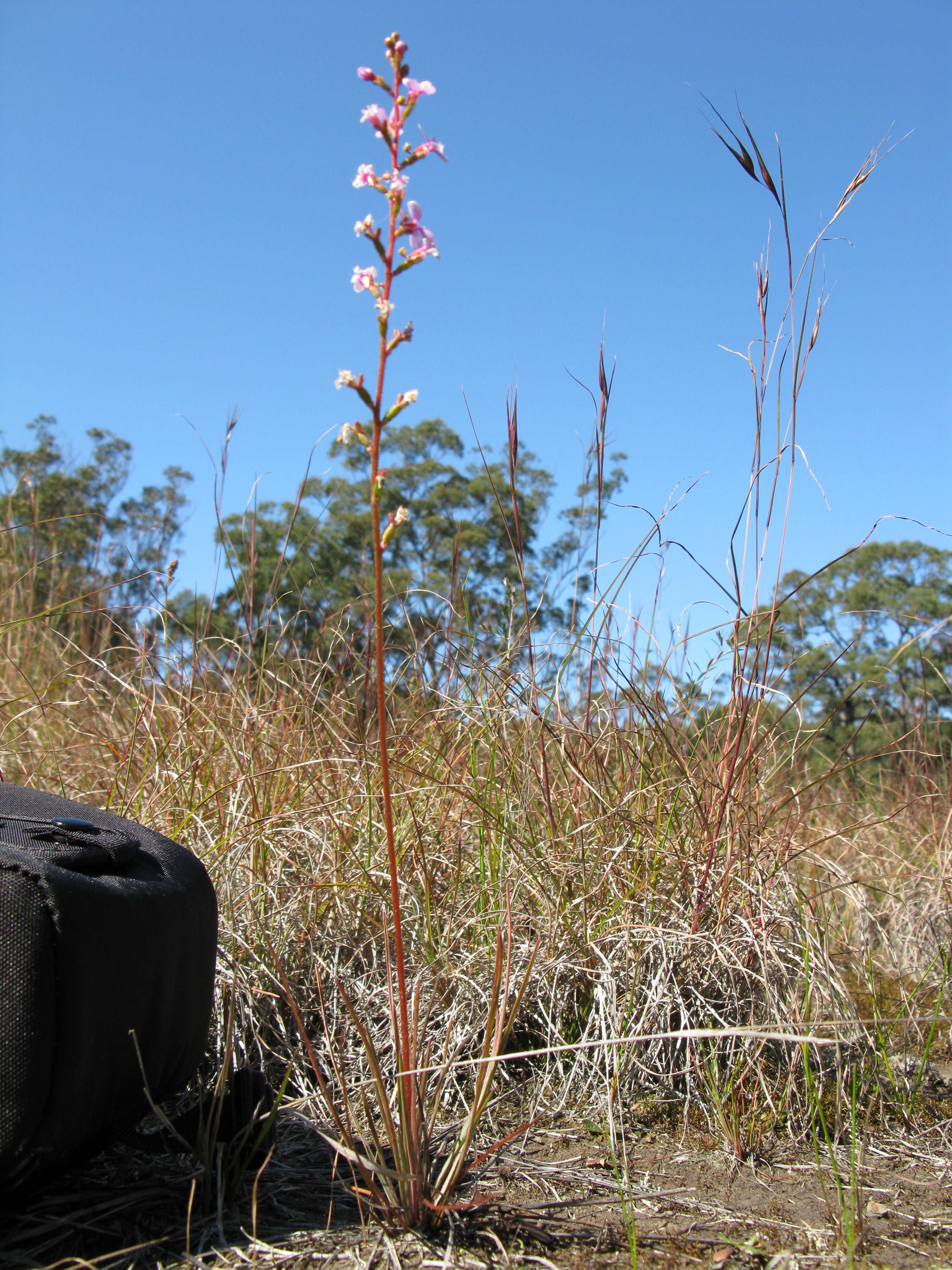 Image de Stylidium graminifolium Sw. ex Willd.