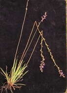 Image de Stylidium graminifolium Sw. ex Willd.