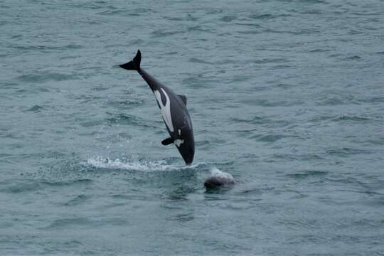 Image de Cephalorhynchus Gray 1846