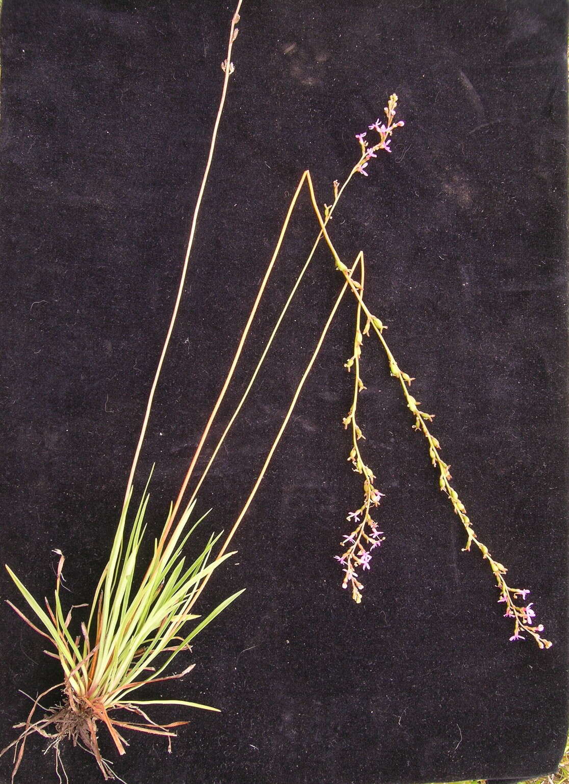 Image de Stylidium graminifolium Sw. ex Willd.