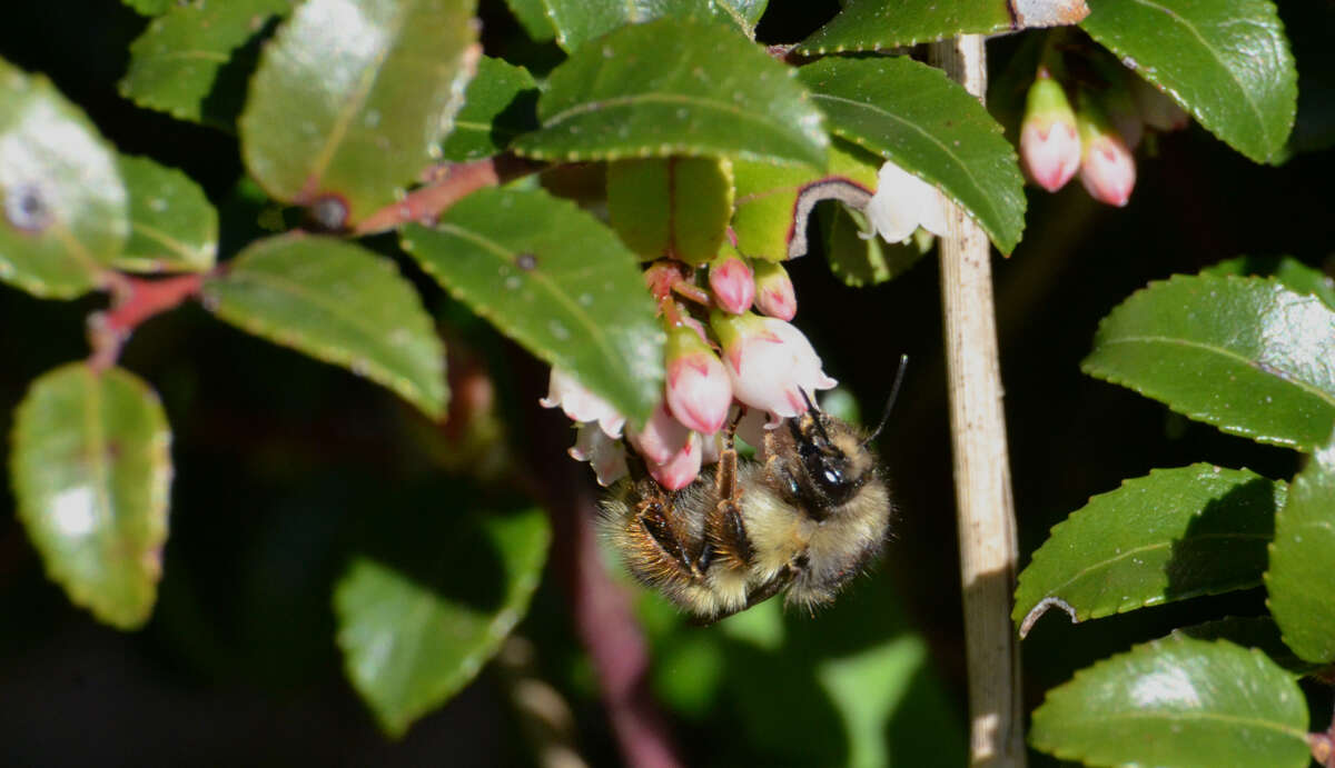 Слика од Bombus mixtus Cresson 1879