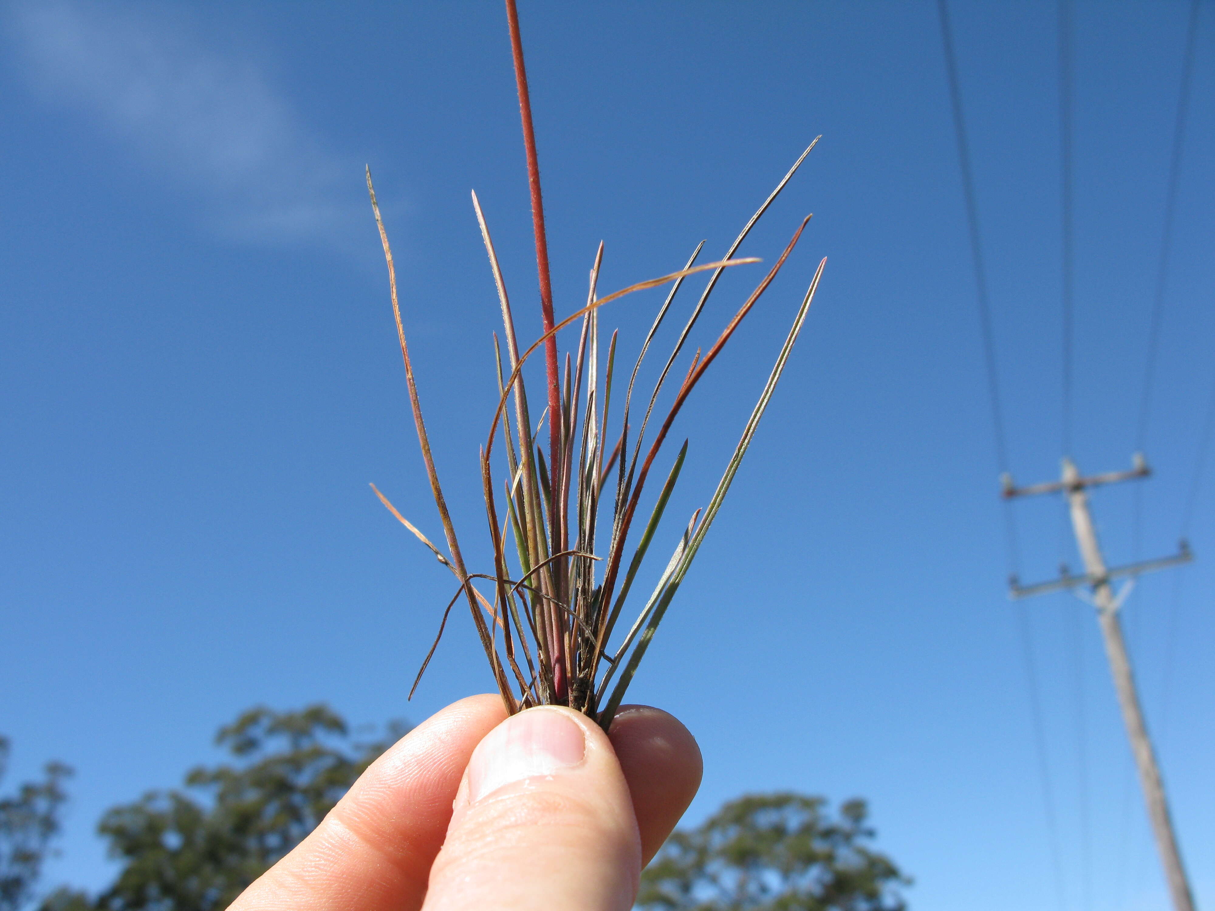 Image de Stylidium graminifolium Sw. ex Willd.