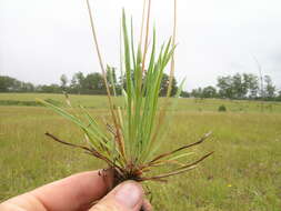 Image de Stylidium graminifolium Sw. ex Willd.