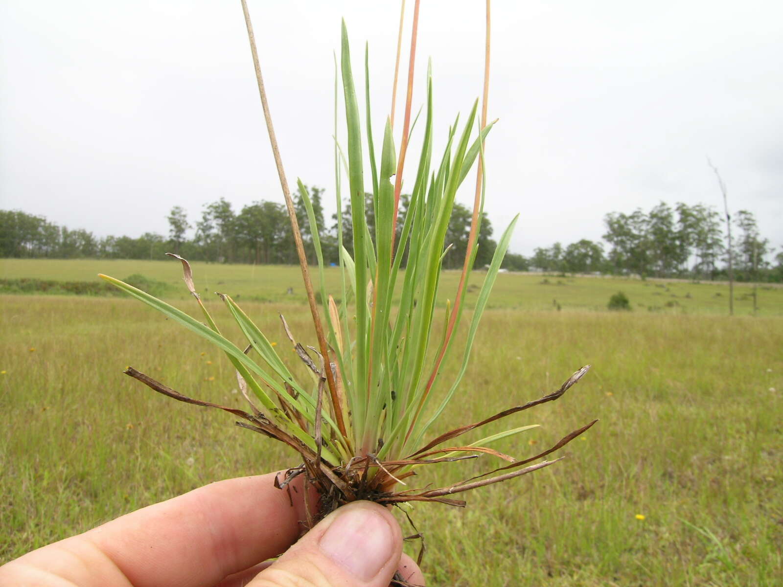 Image de Stylidium graminifolium Sw. ex Willd.