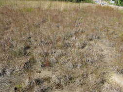 Image de Stylidium graminifolium Sw. ex Willd.