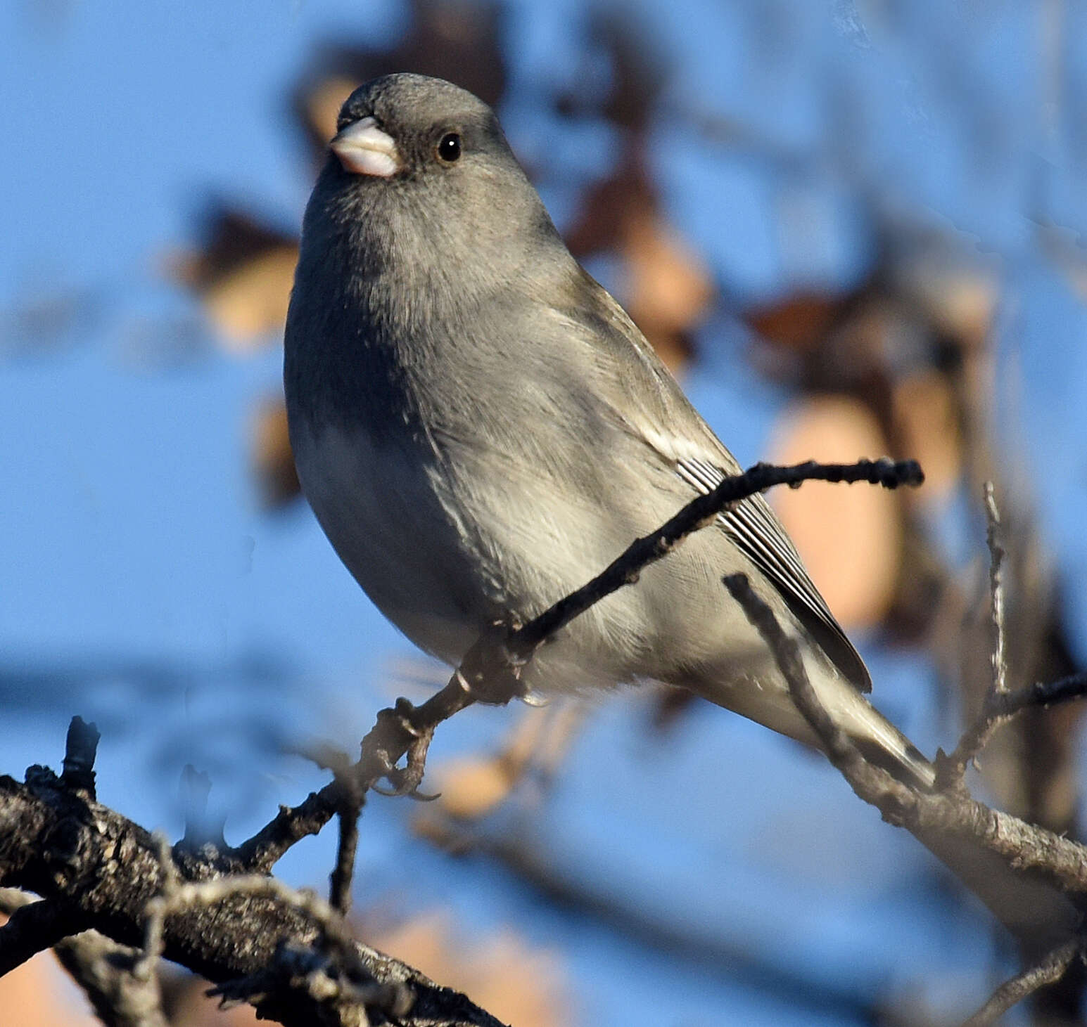 Image of White-winged Junco