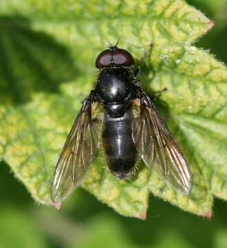 Image of <i>Cheilosia albitarsis</i>