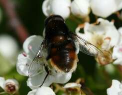 Image of Eristalis intricaria (Linnaeus 1758)