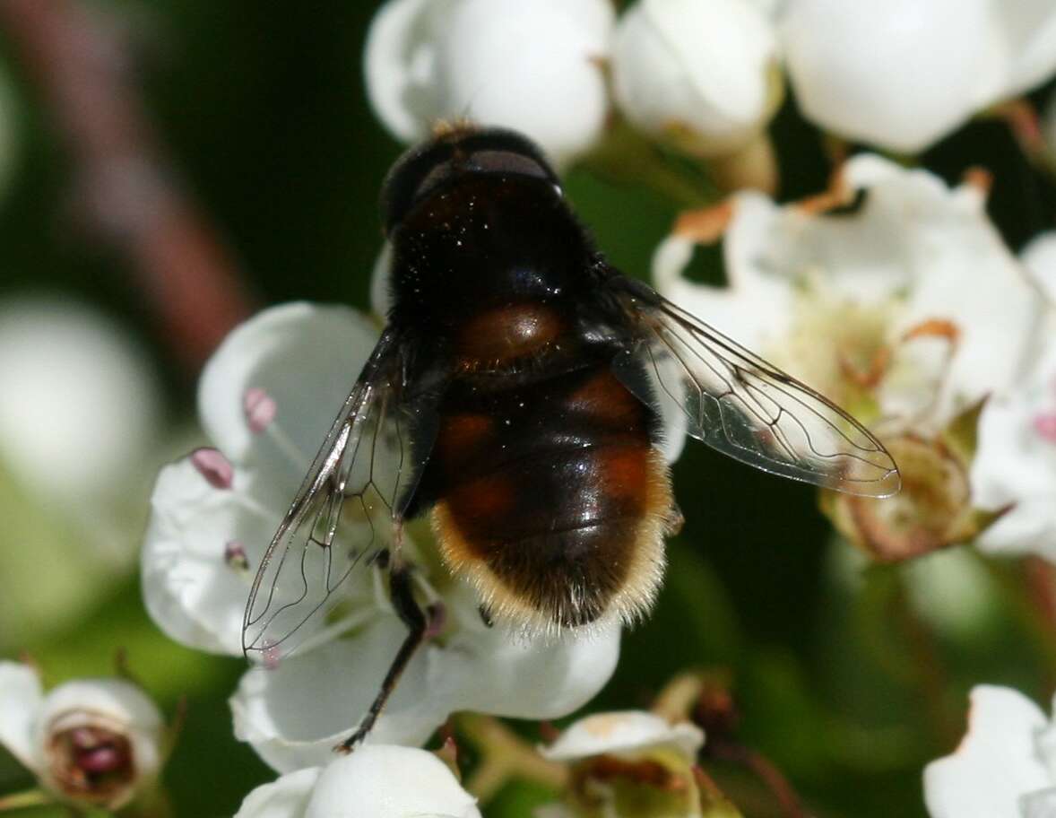 Image of Eristalis intricaria (Linnaeus 1758)