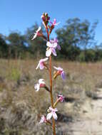 Image de Stylidium graminifolium Sw. ex Willd.