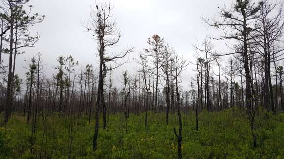 Image of Marsh Pine