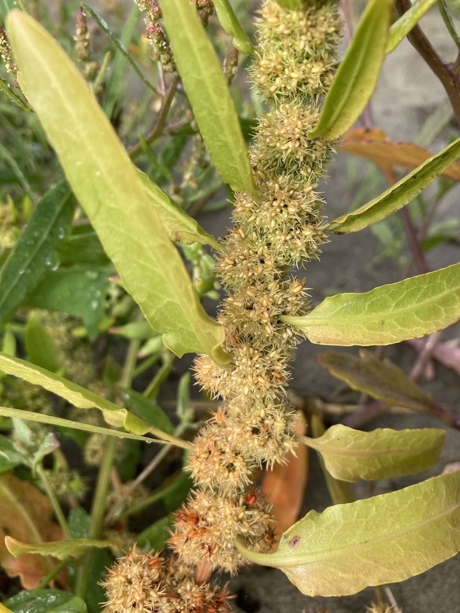 Imagem de Rumex persicarioides L.